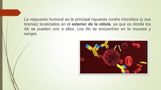 La respuesta humoral es la principal repuesta contra microbios (y sus
toxinas) localizados en el exterior de la célula, ya que es donde los
Ab se pueden unir a ellos. Los Ab se encuentran en la mucosa y
sangre.
 