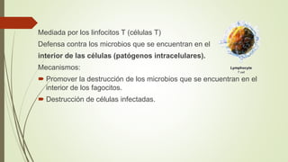 Mediada por los linfocitos T (células T)
Defensa contra los microbios que se encuentran en el
interior de las células (patógenos intracelulares).
Mecanismos:
 Promover la destrucción de los microbios que se encuentran en el
interior de los fagocitos.
 Destrucción de células infectadas.
 