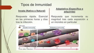 Tipos de Inmunidad
Innata (Nativa o Natural)
Respuesta rápida. Esencial
en las primeras horas y días
tras la infección.
Adaptativa (Específica o
adquirida)
Respuesta que incrementa su
magnitud tras cada exposición a
un microbio en particular
 
