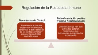 Regulación de la Respuesta Inmune
Mecanismos de Control
Retroalimentación positiva
(Positive Feedback loops)
Previenen la activación
excesiva de los linfocitos,
para evitar el daño colateral
de los tejidos normales y
prevenir la reactividad
contra lo propio
Linfocitos que ya han sido
activados, detonan
mecanismos que
incrementan la magnitud de
la respuesta.
 