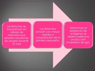 los linfocitos se
                         Los linfocitos      Detectada la
  transforman en
                      actúan con mayor       presencia de
     células de
                          rapidez a           antígenos se
   memoria que
                      comparación de la     desencadena la
estarán circulando
                      primera respuesta.      producción
en sangre durante
                                           inmediata de IgG.
        la vida
 