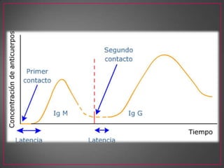 Respuesta inmune secundaria
