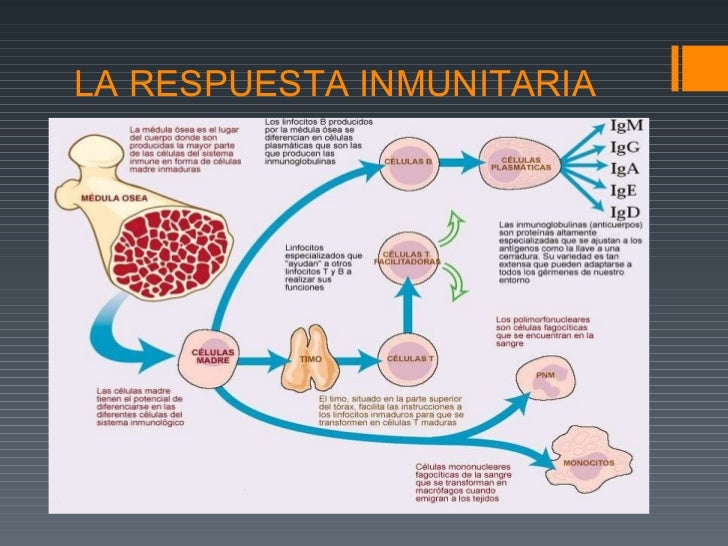 Respuesta inmunitaria