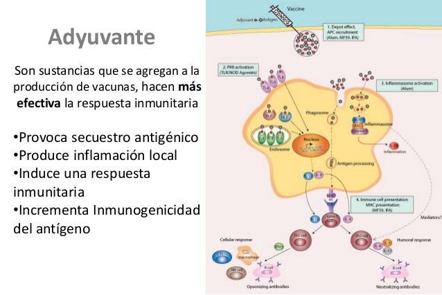 Respuesta inmunitaria adaptativa humoral