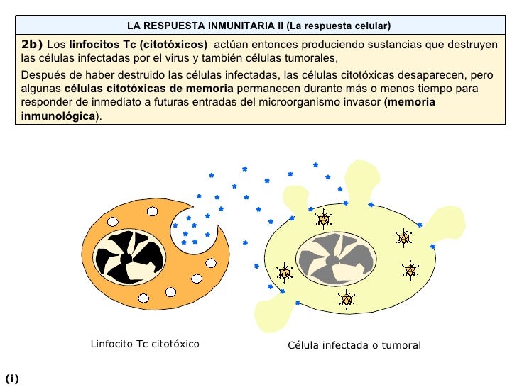 Respuesta Inmunitaria Celular
