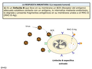 Linfocito B específico Virus BCR  Linfocito B específico activado (i+1) MHC-II-Ag 1)  Si un  linfocito B  que lleve en su membrana un BCR (Receptor del antígeno) adecuado establece contacto con un antígeno, lo internaliza mediante endocitosis, lo degrada y presenta fragmentos antigénicos en su membrana unidos a el MHC-II (MHC-II-Ag). LA RESPUESTA INMUNITARIA I (La respuesta humoral )   