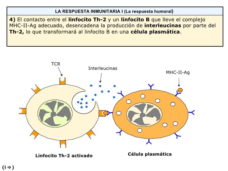 Respuesta Inmunitaria Humoral[1]