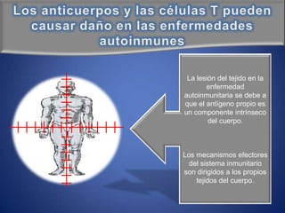 Los anticuerpos y las células T pueden causar daño en las enfermedades autoinmunes La lesión del tejido en la enfermedad autoinmunitaria se debe a que el antígeno propio es un componente intrínseco del cuerpo. ▼ Los mecanismos efectores del sistema inmunitario son dirigidos a los propios tejidos del cuerpo. 