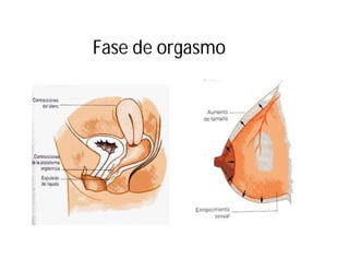 Fase de orgasmo

 