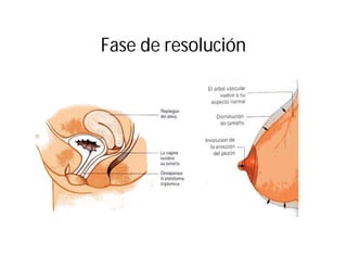 Fase de resolución

 