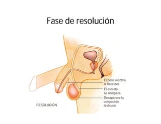 Fase de resolución

 