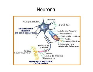 Neurona

 