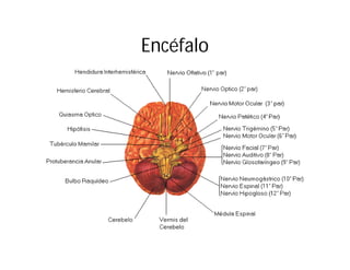 Encéfalo

 