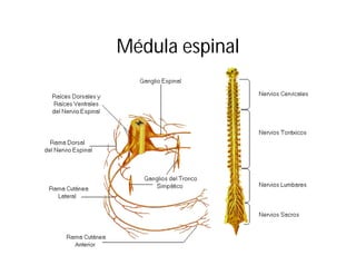 Médula espinal

 