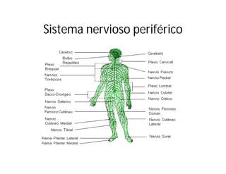 Sistema nervioso periférico

 
