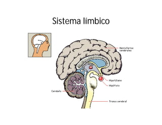 Sistema límbico

 