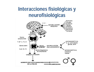 Interacciones fisiológicas y
neurofisiológicas

 
