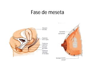 Fase de meseta

 