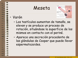 Mª José Alemany Ancle EUE La Fe
Meseta
• Varón
– Los testículos aumentan de tamaño, se
elevan y se produce un proceso de
rotación, situándose la superficie de los
mismos en contacto con el periné.
– Aparece una secreción procedente de
las glándulas de Cooper que puede llevar
espermatozoides.
 