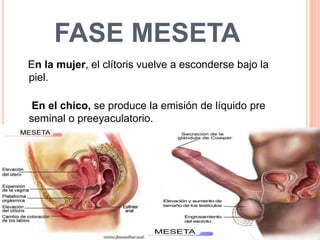 FASE DE RESOLUCION
En el hombre baja la erección y sobreviene el
 período refractario, durante el cual no puede tener
 otr...