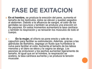FASE MESETA
En la mujer, el clítoris vuelve a esconderse bajo la
piel.

 En el chico, se produce la emisión de líquido pre...