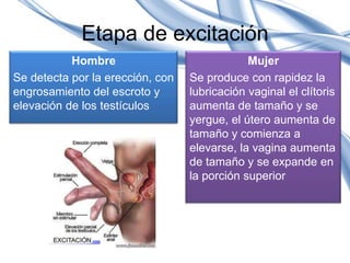 Etapa de excitación
           Hombre                             Mujer
Se detecta por la erección, con   Se produce con r...