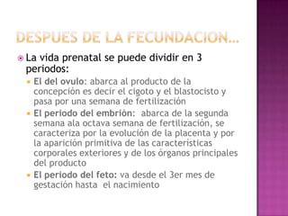 Despues de la fecundacion…<br />La vida prenatal se puede dividir en 3 periodos:<br />El del ovulo: abarca al producto de ...