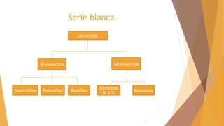 Serie blanca
Leucocitos
Granulocitos Agranulocitos
Neutrófilos Eosinofilos Basófilos
Linfocitos
(B y T)
Monocitos
 