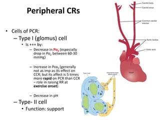 Peripheral CRsCells of PCR:Type I (glomus) cellIs +++ by:Decrease in Po2 (especially drop in Po2 between 60-30 mmHg)Increase in Pco2 (generally not as imp as its effect on CCR; but its affect is 5 times more rapid on PCR than CCR – role in raising RR at exercise onset)Decrease in pHType- II cellFunction: support