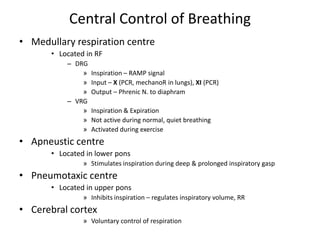 Central Control of BreathingMedullary respiration centreLocated in RFDRGInspiration – RAMP signalInput – X (PCR, mechanoR in lungs), XI (PCR)Output – Phrenic N. to diaphramVRGInspiration & ExpirationNot active during normal, quiet breathingActivated during exerciseApneustic centreLocated in lower ponsStimulates inspiration during deep & prolonged inspiratory gaspPneumotaxic centreLocated in upper ponsInhibits inspiration – regulates inspiratory volume, RRCerebral cortexVoluntary control of respiration