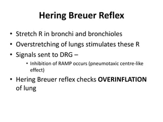 Hering Breuer ReflexStretch R in bronchi and bronchiolesOverstretching of lungs stimulates these RSignals sent to DRG – Inhibition of RAMP occurs (pneumotaxic centre-like effect)Hering Breuer reflex checks OVERINFLATION of lung