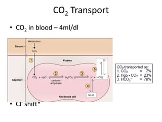 CO2 Transport CO2 in blood – 4ml/dl Cl- shift* 