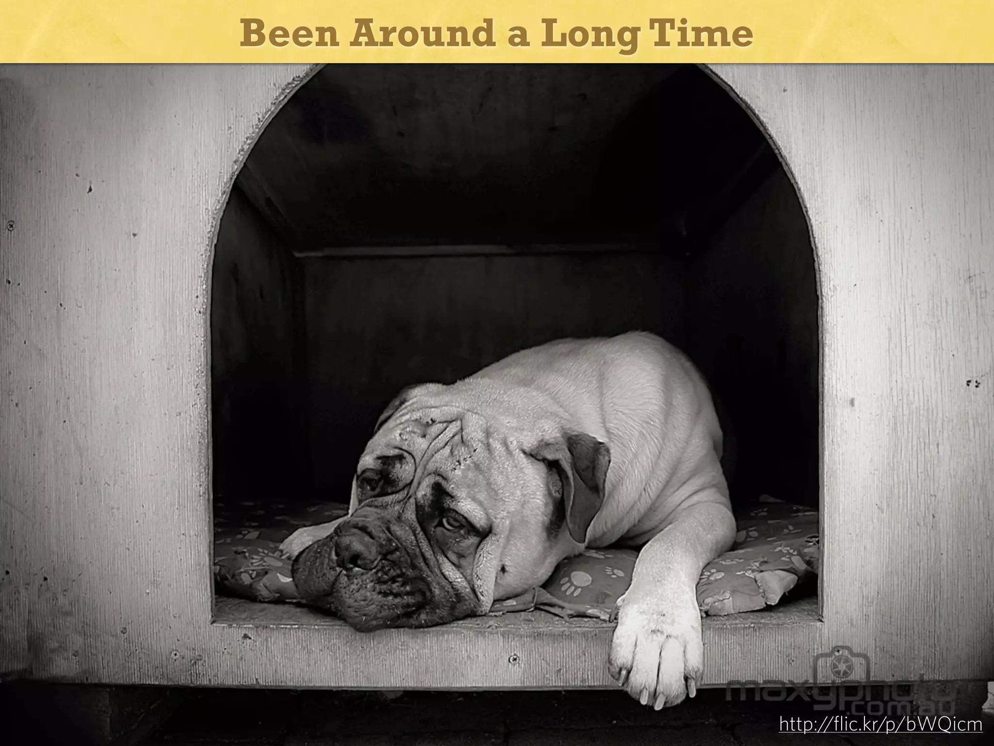 Been Around a Long Time

Old dog

http://flic.kr/p/bWQicm

 