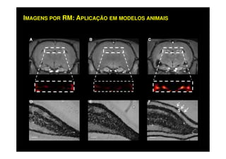 IMAGENS POR RM: APLICAÇÃO EM MODELOS ANIMAIS
 