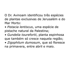 O Dr. Avinoam identificou três espécies
de plantas exclusivas de Jerusalém e do
Mar Morto:
• Pistacia lentiscus, uma espécie de
pistache natural da Palestina;
• Gundelia tourefortii, planta espinhosa
que também só cresce naquela região;
• Zigophilum dumosum, que só floresce
na primavera, entre abril e maio.
 
