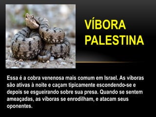Essa é a cobra venenosa mais comum em Israel. As víboras
são ativas à noite e caçam tipicamente escondendo-se e
depois se esgueirando sobre sua presa. Quando se sentem
ameaçadas, as víboras se enrodilham, e atacam seus
oponentes.
VÍBORA
PALESTINA
 