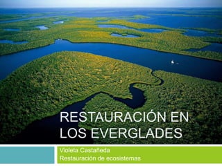RESTAURACIÓN EN
LOS EVERGLADES
Violeta Castañeda
Restauración de ecosistemas
 