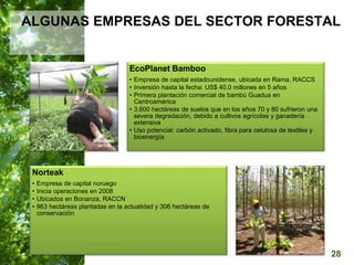 28
ALGUNAS EMPRESAS DEL SECTOR FORESTAL
EcoPlanet Bamboo
• Empresa de capital estadounidense, ubicada en Rama, RACCS
• Inv...