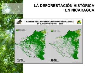  Manejo del Bosque Natural y Restauración en Nicaragua