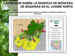  Manejo del Bosque Natural y Restauración en Nicaragua