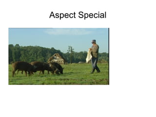 Aspect Special
 