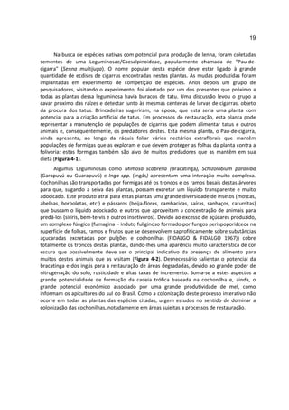 19

      Na busca de espécies nativas com potencial para produção de lenha, foram coletadas
sementes de uma Leguminosae/Caesalpinoideae, popularmente chamada de "Pau-de-
cigarra" (Senna multijuga). O nome popular desta espécie deve estar ligado à grande
quantidade de ecdises de cigarras encontradas nestas plantas. As mudas produzidas foram
implantadas em experimento de competição de espécies. Anos depois um grupo de
pesquisadores, visitando o experimento, foi alertado por um dos presentes que próximo a
todas as plantas dessa leguminosa havia buracos de tatu. Uma discussão levou o grupo a
cavar próximo das raízes e detectar junto às mesmas centenas de larvas de cigarras, objeto
da procura dos tatus. Brincadeiras sugeriram, na época, que esta seria uma planta com
potencial para a criação artificial de tatus. Em processos de restauração, esta planta pode
representar a manutenção de populações de cigarras que podem alimentar tatus e outros
animais e, consequentemente, os predadores destes. Esta mesma planta, o Pau-de-cigarra,
ainda apresenta, ao longo da ráquis foliar vários nectários extraflorais que mantêm
populações de formigas que as exploram e que devem proteger as folhas da planta contra a
folivoria: estas formigas também são alvo de muitos predadores que as mantêm em sua
dieta (Figura 4-1).
      Algumas Leguminosas como Mimosa scabrella (Bracatinga), Schizolobium parahiba
(Garapuvú ou Guarapuvú) e Inga spp. (Ingás) apresentam uma interação muito complexa.
Cochonilhas são transportadas por formigas até os troncos e os ramos basais destas árvores
para que, sugando a seiva das plantas, possam excretar um líquido transparente e muito
adocicado. Este produto atrai para estas plantas uma grande diversidade de insetos (moscas,
abelhas, borboletas, etc.) e pássaros (beija-flores, cambacicas, saíras, sanhaços, caturritas)
que buscam o líquido adocicado, e outros que aproveitam a concentração de animais para
predá-los (siriris, bem-te-vis e outros insetívoros). Devido ao excesso de açúcares produzido,
um complexo fúngico (fumagina – induto fuliginoso formado por fungos perispoporiáceos na
superfície de folhas, ramos e frutos que se desenvolvem saprofiticamente sobre substâncias
açucaradas excretadas por pulgões e cochonilhas (FIDALGO & FIDALGO 1967)) cobre
totalmente os troncos destas plantas, dando-lhes uma aparência muito característica de cor
escura que possivelmente deve ser o principal indicativo da presença de alimento para
muitos destes animais que as visitam (Figura 4-2). Desnecessário salientar o potencial da
bracatinga e dos ingás para a restauração de áreas degradadas, devido ao grande poder de
nitrogenação do solo, rusticidade e altas taxas de incremento. Soma-se a estes aspectos a
grande potencialidade de formação da cadeia trófica baseada na cochonilha e, ainda, o
grande potencial econômico associado por uma grande produtividade de mel, como
informam os apicultores do sul do Brasil. Como a colonização deste processo interativo não
ocorre em todas as plantas das espécies citadas, urgem estudos no sentido de dominar a
colonização das cochonilhas, notadamente em áreas sujeitas a processos de restauração.
 