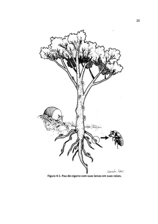 20




Figura 4-1. Pau-de-cigarra com suas larvas em suas raízes.
 