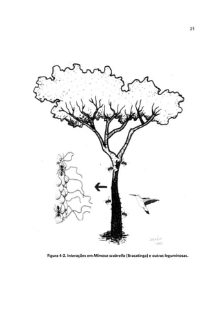 21




Figura 4-2. Interações em Mimosa scabrella (Bracatinga) e outras leguminosas.
 