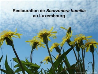 Restauration de Scorzonera humilis !
au Luxembourg
http://www.flickr.com/photos/murel/164839023/
Célia Stutz
Amélie Muller
2014
 