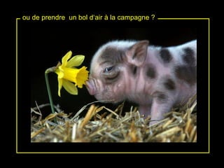 ou de prendre  un bol d‘air à la campagne ? 