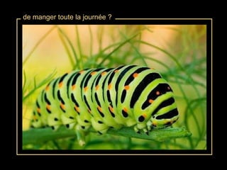 de manger toute la journée ? 