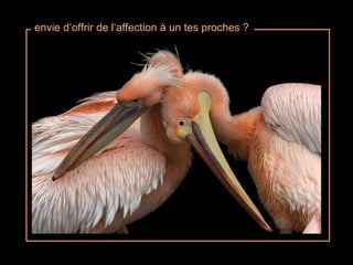 envie d‘offrir de l‘affection à un tes proches ? 
