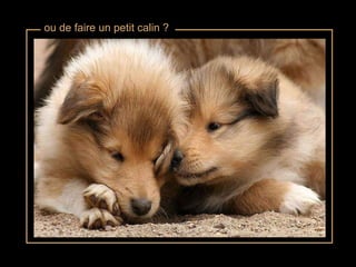 ou de faire un petit calin ? 