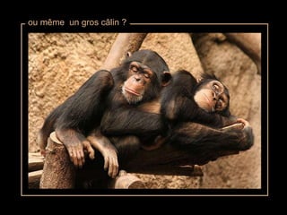 ou même  un gros câlin ? 